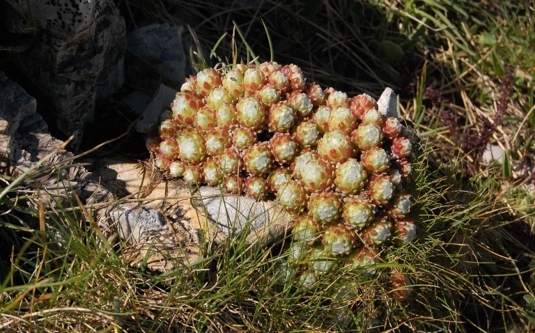 Sempervivum arachnoideum